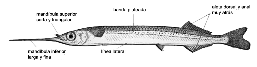 Hyporhamphus picarti_02.jpg